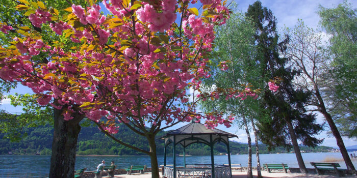 Frühling am Wörthersee