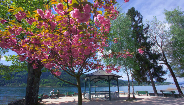 Frühling am Wörthersee